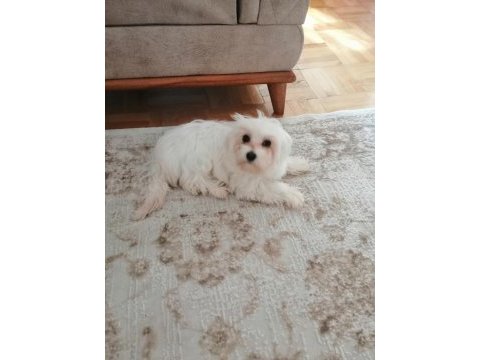 4 aylık sıfır malta terrier dişi