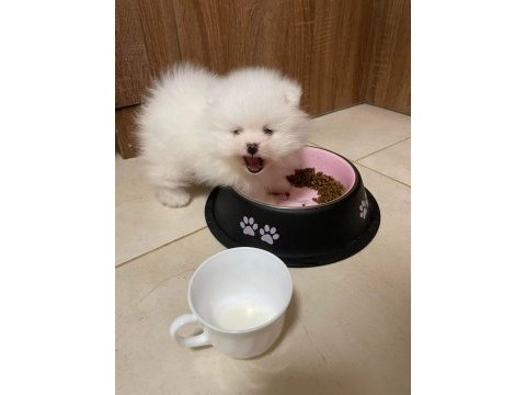 Pomeranian boo teddy