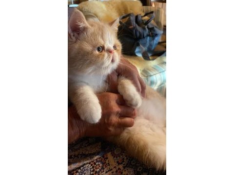 Exotic shorthair oğlumuza yuva arıyoruz | redpoint