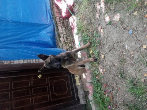 9 aylık safkan dişi belçika malinois