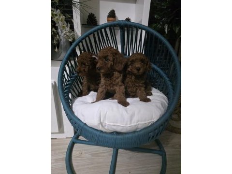 Kore babadan red toy poodle minnaklar