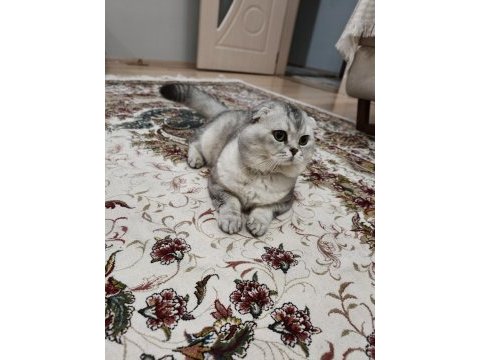 4 yaşında eğitimli kedimiz