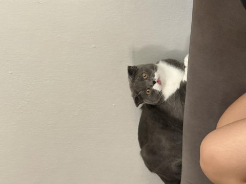Scottish fold