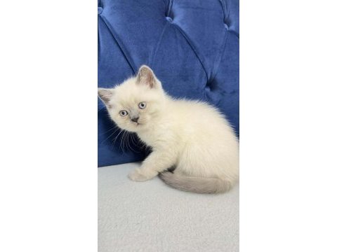 2 aylık erkek kedimiz oğlumuz blue point