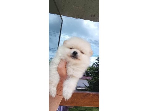 Pomeranian ve bi poodle