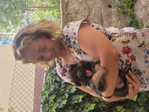 Alman çoban köpeği showline