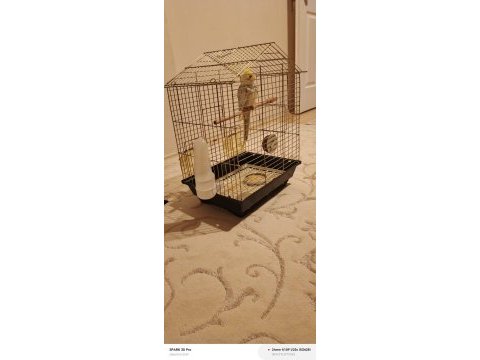 2.5 aylık sultan papağanı