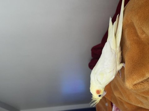 Lutino sultan 5 aylık ele kola kafaya ve omuzdan hiç inmiyor