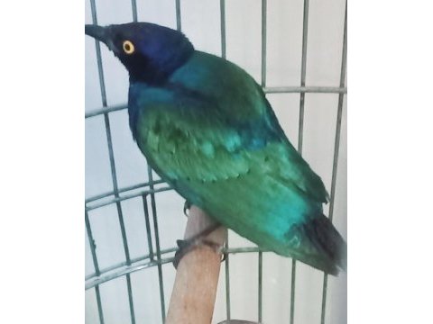 Purple starling evcil kuşumuz