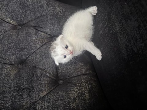 Çanakkale merkezde scottish fold