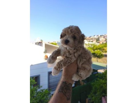 Maltipoo cinsi yavrularımız