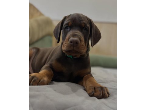 Izin belgeli üretim çiftliğinden doberman kapıda öde