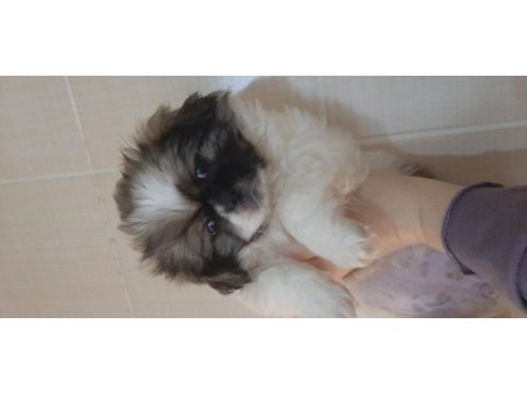 Pekinez yavru köpeğimiz imperial cinsi
