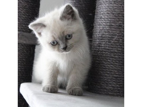 British shorthair yavruları