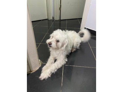 2 yaşına az kaldı köpeğimiz