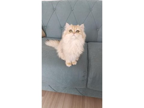 Show kalite orange british longhair ny12