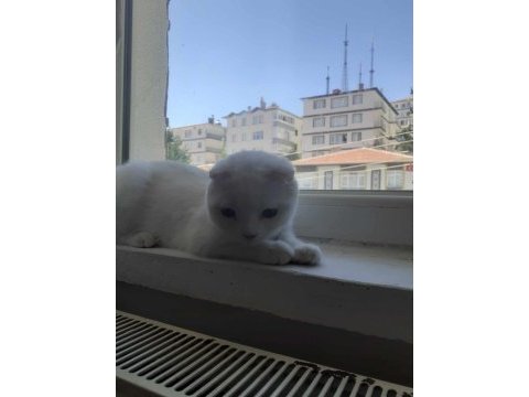 Acil uyguna kar beyazı pamuk scottish fold