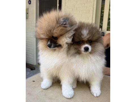 Saf kan pomeranian boo dişi party color