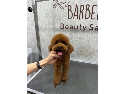 Toy poodöe yavrularımız yeni yuvalarını arıyor.