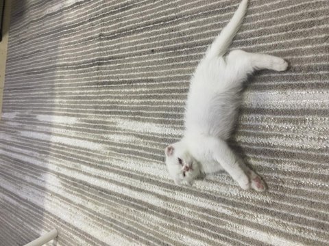 Son 4 yavru scottish fold