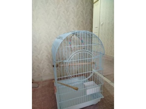 Sultan papağanı kızgın dişi
