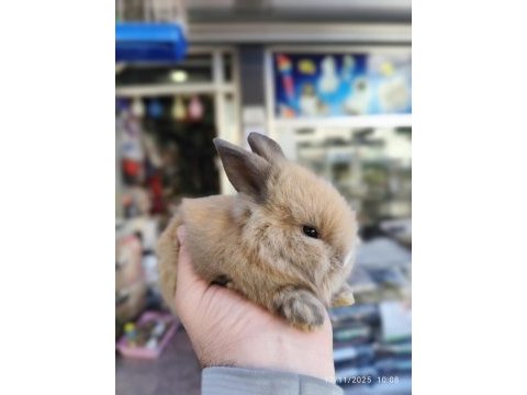 Yavru hollanda lop tavşanlar