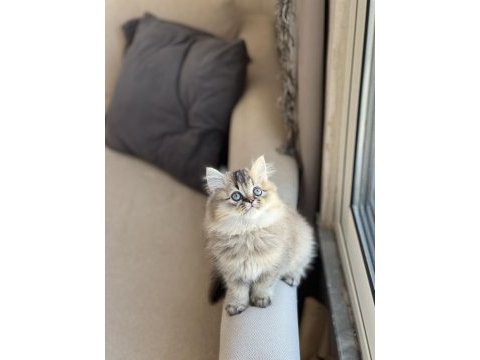 Güzel bebeğim safkan a kalite british longhair yavru