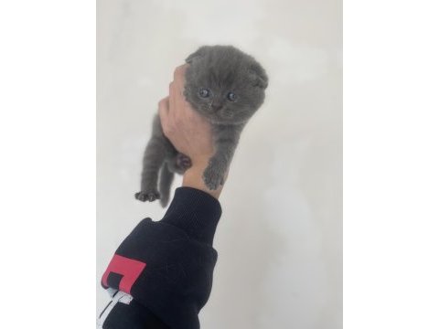 Ayı kafa scottish fold yavrular