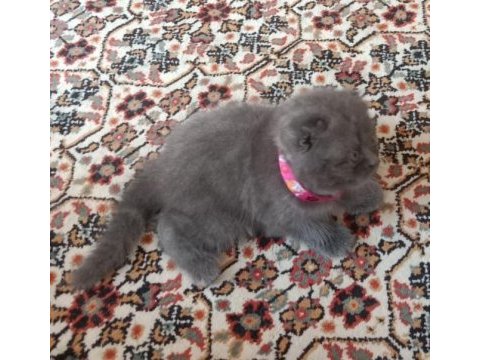 Scottish fold iki aylık kuru mama geçti kum eğitimi tam