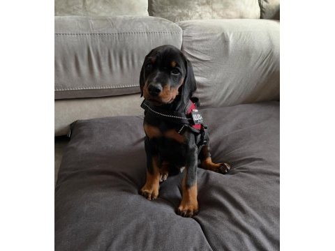 Çiftliğin efsane doberman yavruları kapıda ödemeli