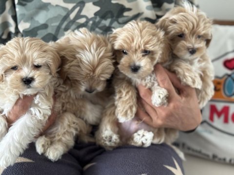 Yasal ruhsatlı çiftlikde ziyarete açık maltipoo