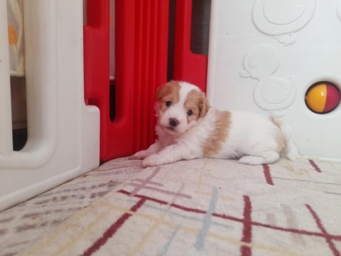1.5 aylık terrier yavrular