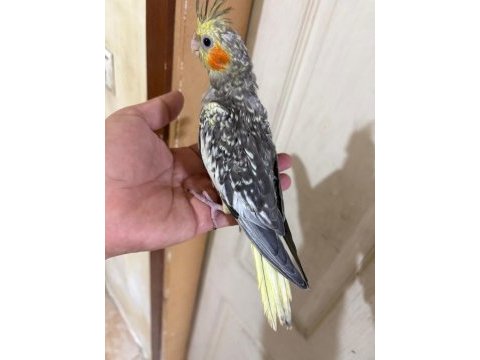 50 günlük harika sultan papağanı bebek