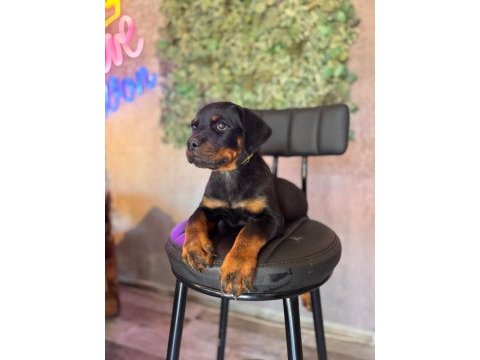 A kalite rottweiler yavrular