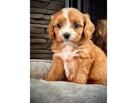En özel cavapoo yavruları çiftlikten