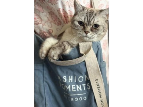 Dişi british shorthair kedisi