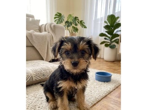 Hiç tüy dökmeyen alerji yapmayan ırk köpeğimiz
