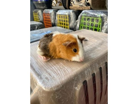 Guinea pig ler