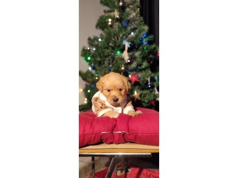 Baby face golden retriever bebekler