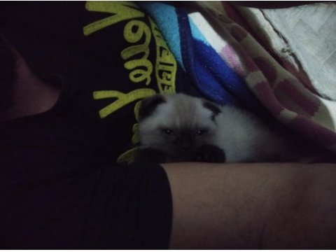 Yavru üç aylık scottish fold