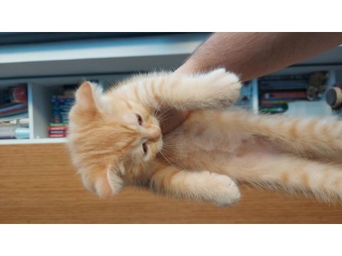 Scottish fold oğlum yeni yuvasını arıyor