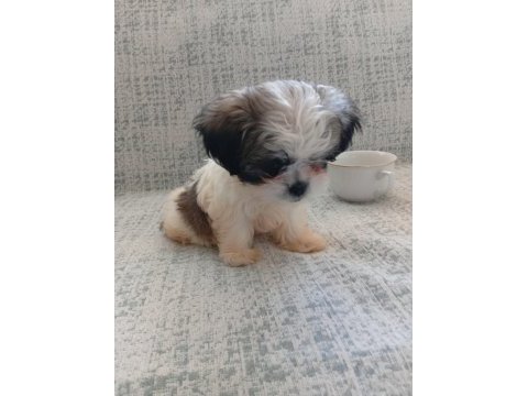 3 aylık shih tzu orjinal teacup yavru erkek