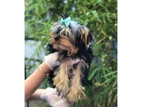 Irk ve sağlık garantili yorkshire terrier yavrularımız