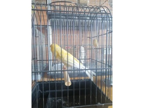 2021 lancsher kabak erkek kanarya