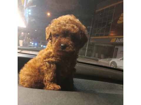 Mikro toy poodle