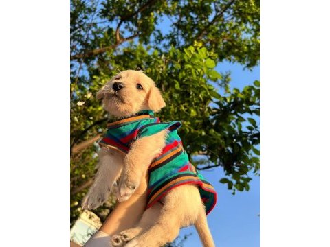 Maltipoo yavru sahiplendirme