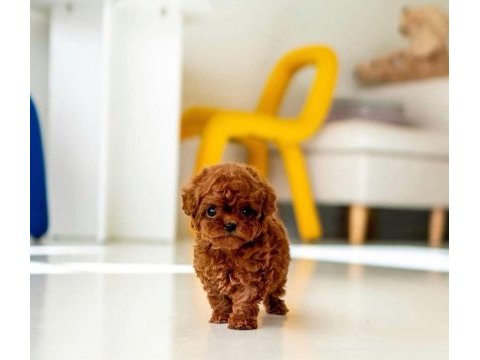 Orjinal toy poodle yavrumuz 