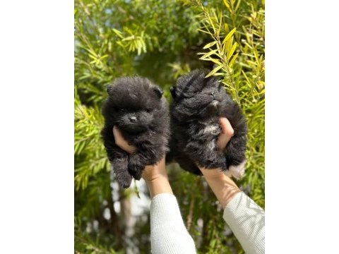 Pomeranian boo yavruları orjinal