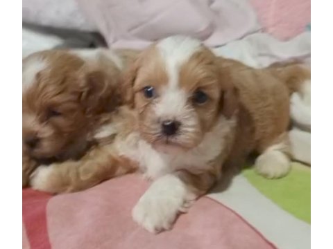 Maltipoo yavrular