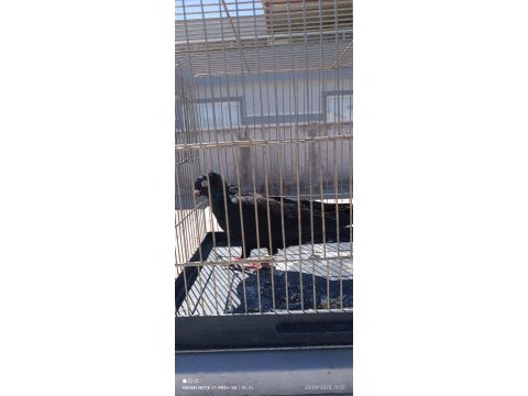 Kuş fazlalığından satıyorum